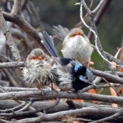 Malurus cyaneus at Fyshwick, ACT - 6 Jan 2020