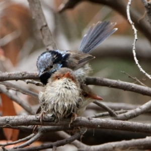 Malurus cyaneus at Fyshwick, ACT - 6 Jan 2020