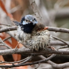 Malurus cyaneus at Fyshwick, ACT - 6 Jan 2020