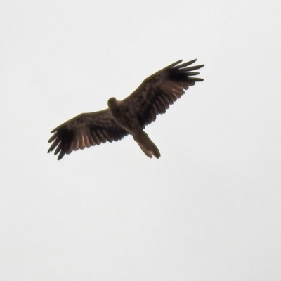 Haliastur sphenurus (Whistling Kite) at Jerrabomberra Wetlands - 6 Jan 2020 by RodDeb