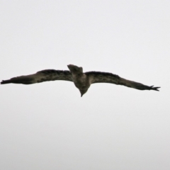 Haliastur sphenurus at Fyshwick, ACT - 6 Jan 2020