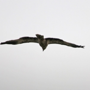 Haliastur sphenurus at Fyshwick, ACT - 6 Jan 2020 11:24 AM