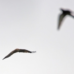 Haliastur sphenurus at Fyshwick, ACT - 6 Jan 2020