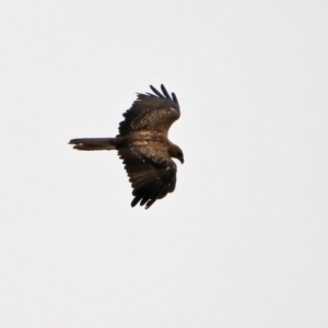 Haliastur sphenurus at Fyshwick, ACT - 6 Jan 2020