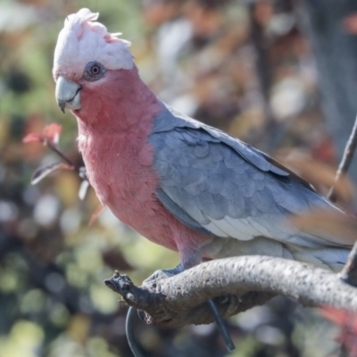 Eolophus roseicapilla (Galah) at Higgins, ACT - 4 Jan 2020 by AlisonMilton