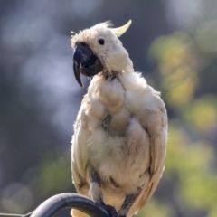 Cacatua galerita (Sulphur-crested Cockatoo) at Higgins, ACT - 4 Jan 2020 by Alison Milton