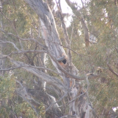 Callocephalon fimbriatum (Gang-gang Cockatoo) at Red Hill, ACT - 6 Jan 2020 by MichaelMulvaney