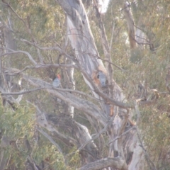 Callocephalon fimbriatum at Red Hill, ACT - suppressed