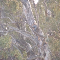 Callocephalon fimbriatum at Red Hill, ACT - 7 Jan 2020