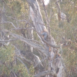 Callocephalon fimbriatum at Red Hill, ACT - suppressed