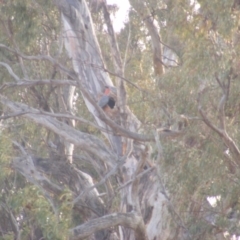 Callocephalon fimbriatum at Red Hill, ACT - 7 Jan 2020