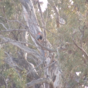 Callocephalon fimbriatum at Red Hill, ACT - suppressed