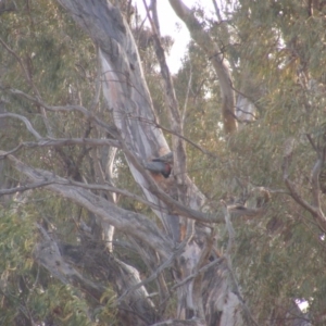 Callocephalon fimbriatum at Red Hill, ACT - 7 Jan 2020