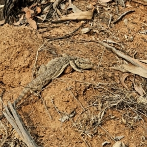 Pogona barbata at Hughes, ACT - suppressed