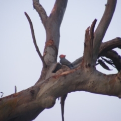 Callocephalon fimbriatum (Gang-gang Cockatoo) at Red Hill Nature Reserve - 7 Jan 2020 by MichaelMulvaney