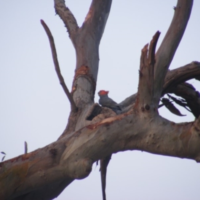 Callocephalon fimbriatum (Gang-gang Cockatoo) at Red Hill Nature Reserve - 7 Jan 2020 by MichaelMulvaney