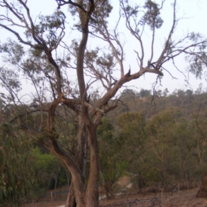 Callocephalon fimbriatum at Garran, ACT - 7 Jan 2020