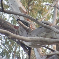 Callocephalon fimbriatum at Garran, ACT - 7 Jan 2020