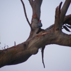 Callocephalon fimbriatum at Garran, ACT - 7 Jan 2020