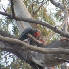 Callocephalon fimbriatum at Garran, ACT - 7 Jan 2020