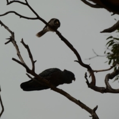 Callocephalon fimbriatum (Gang-gang Cockatoo) at Garran, ACT - 6 Jan 2020 by Ct1000