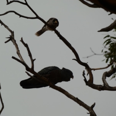 Callocephalon fimbriatum (Gang-gang Cockatoo) at GG78 - 6 Jan 2020 by Ct1000