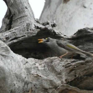 Callocephalon fimbriatum at Garran, ACT - 6 Jan 2020