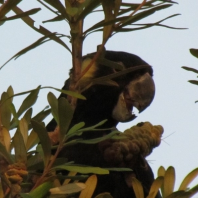 Zanda funerea (Yellow-tailed Black-Cockatoo) at McKellar, ACT - 7 Jan 2020 by Timberpaddock