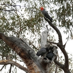 Callocephalon fimbriatum (Gang-gang Cockatoo) at ANBG - 7 Jan 2020 by HelenCross