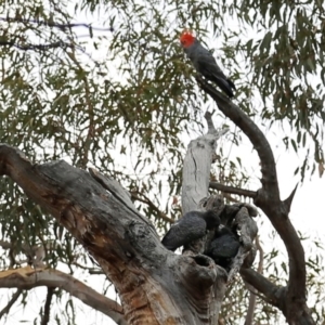 Callocephalon fimbriatum at Acton, ACT - 7 Jan 2020