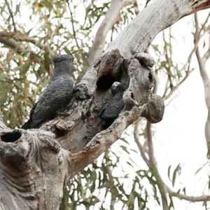 Callocephalon fimbriatum at Acton, ACT - 7 Jan 2020