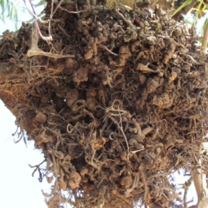 Uromycladium implexae at Belconnen, ACT - 28 Nov 2019