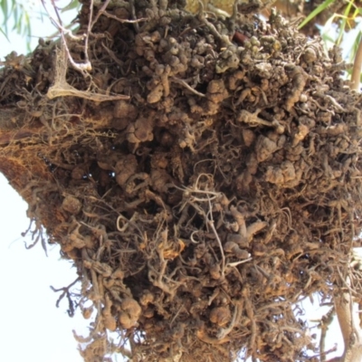 Uromycladium implexae at Belconnen, ACT - 28 Nov 2019 by Timberpaddock