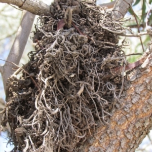 Uromycladium implexae at Belconnen, ACT - 28 Nov 2019 12:00 AM