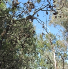 Uromycladium implexae at Belconnen, ACT - 28 Nov 2019