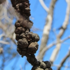 Uromycladium implexae at Belconnen, ACT - 28 Nov 2019