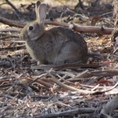 Oryctolagus cuniculus (European Rabbit) at Lake Ginninderra - 26 Nov 2019 by Timberpaddock