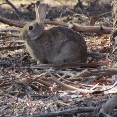 Oryctolagus cuniculus (European Rabbit) at Evatt, ACT - 26 Nov 2019 by Timberpaddock