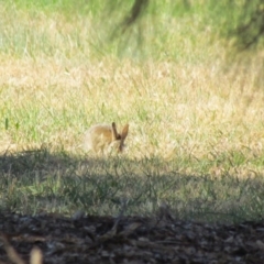 Oryctolagus cuniculus at Evatt, ACT - 27 Nov 2019