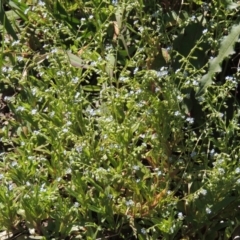 Myosotis laxa subsp. caespitosa (Water Forget-me-not) at Gordon, ACT - 27 Nov 2019 by michaelb