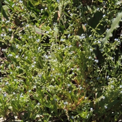 Myosotis laxa subsp. caespitosa (Water Forget-me-not) at Gordon, ACT - 27 Nov 2019 by michaelb