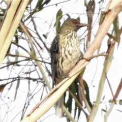 Oriolus sagittatus (Olive-backed Oriole) at Wanniassa Hills Open Space - 7 Jan 2020 by JohnBundock