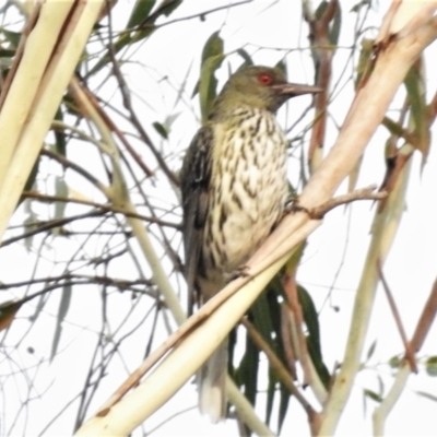 Oriolus sagittatus (Olive-backed Oriole) at Wanniassa, ACT - 8 Jan 2020 by JohnBundock