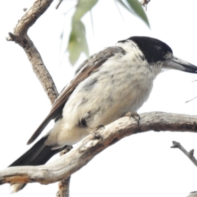 Cracticus torquatus (Grey Butcherbird) at Wanniassa Hills Open Space - 8 Jan 2020 by JohnBundock