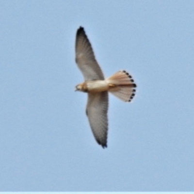 Falco cenchroides (Nankeen Kestrel) at Paddys River, ACT - 6 Jan 2020 by JohnBundock