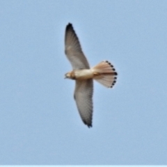 Falco cenchroides (Nankeen Kestrel) at Paddys River, ACT - 6 Jan 2020 by JohnBundock