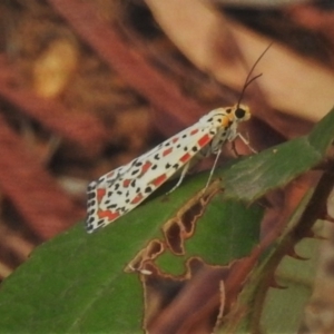 Utetheisa (genus) at Paddys River, ACT - 7 Jan 2020 10:13 AM