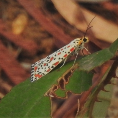 Utetheisa (genus) (A tiger moth) at Paddys River, ACT - 7 Jan 2020 by JohnBundock