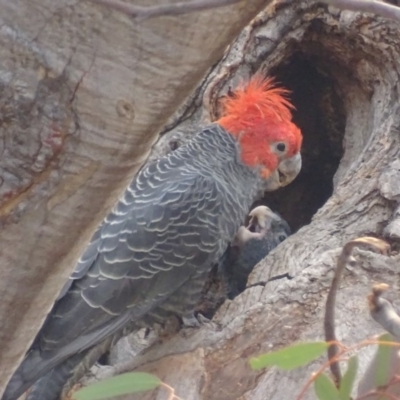 Callocephalon fimbriatum (Gang-gang Cockatoo) at Garran, ACT - 7 Jan 2020 by roymcd