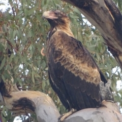 Aquila audax (Wedge-tailed Eagle) at Red Hill, ACT - 7 Jan 2020 by roymcd